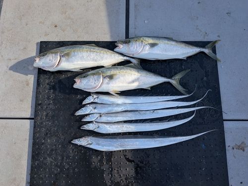 タチウオの釣果