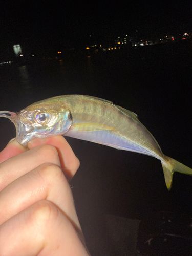 中央埠頭（博多湾）