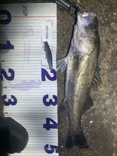 フッコ（マルスズキ）の釣果