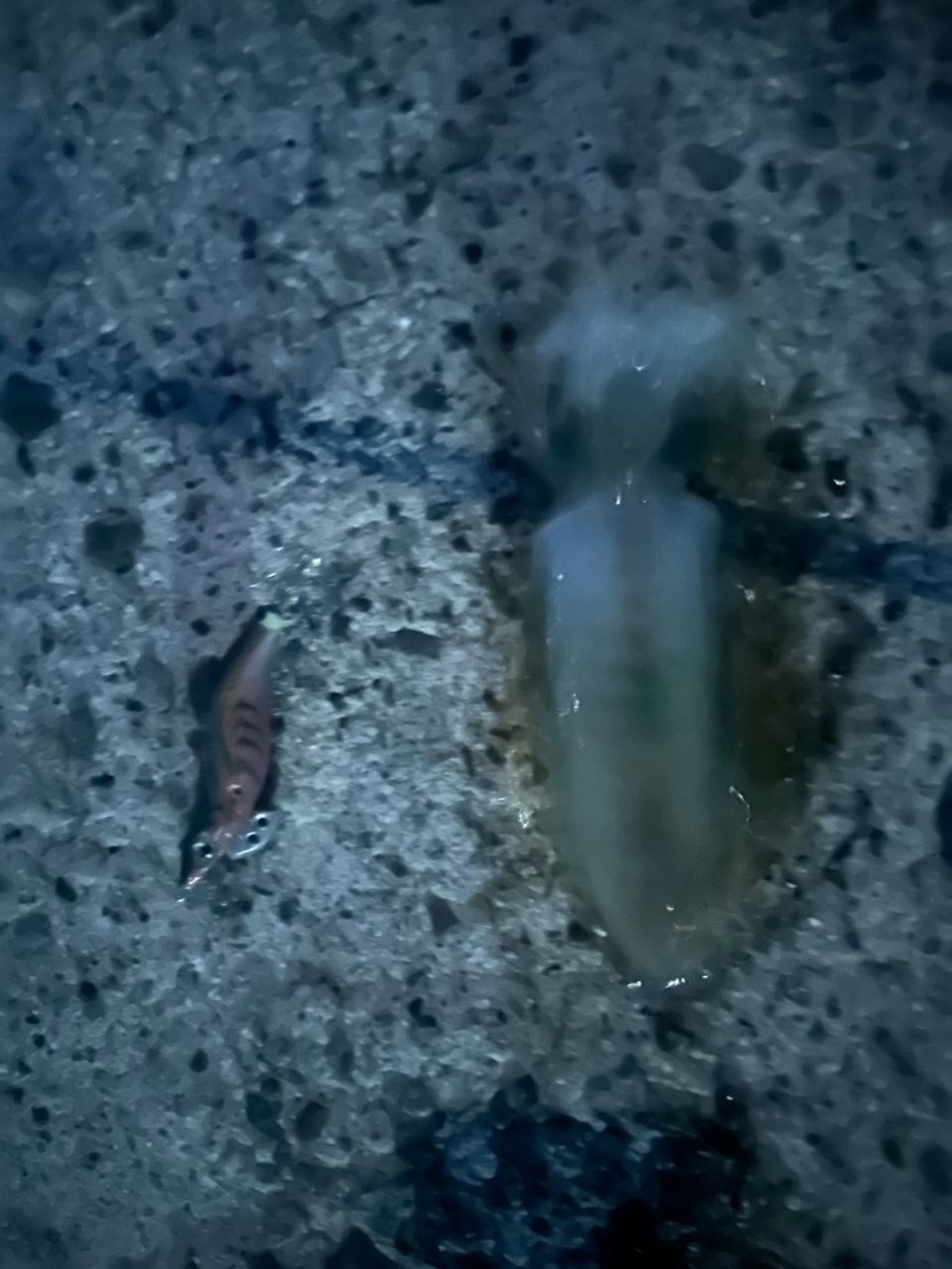 アオリイカ