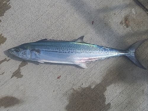 サゴシの釣果