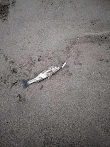 セッパ（マルスズキ）の釣果