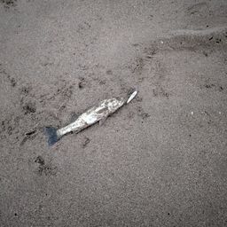 セッパ（マルスズキ）