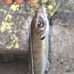 アジ