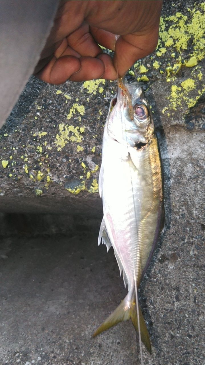 アジ
