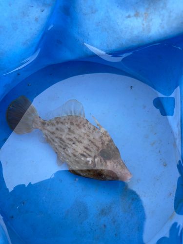 カワハギの釣果