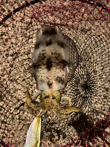 アオリイカの釣果