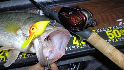ブラックバスの釣果