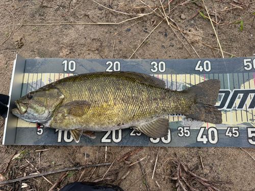 スモールマウスバスの釣果