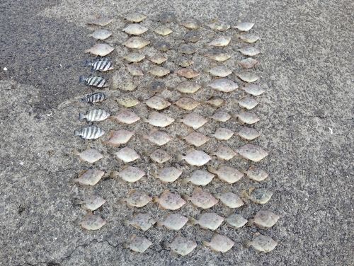 カワハギの釣果