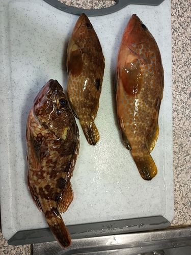 菅浜漁港
