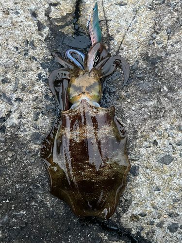 アオリイカの釣果