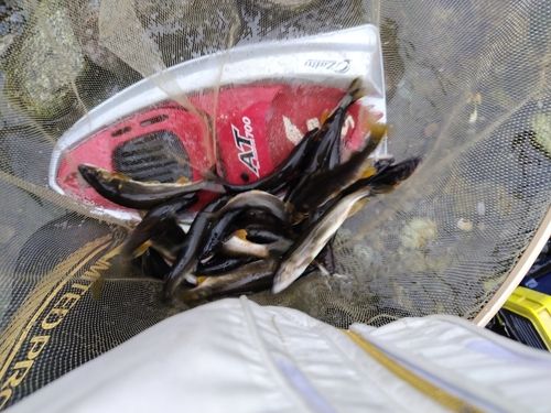 アユの釣果