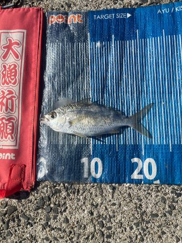 釣果
