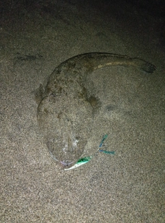 マゴチの釣果