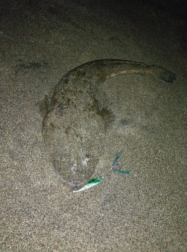 マゴチの釣果