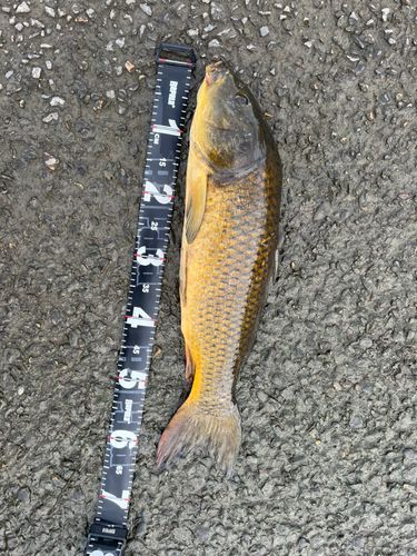コイの釣果