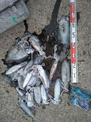 アオリイカの釣果