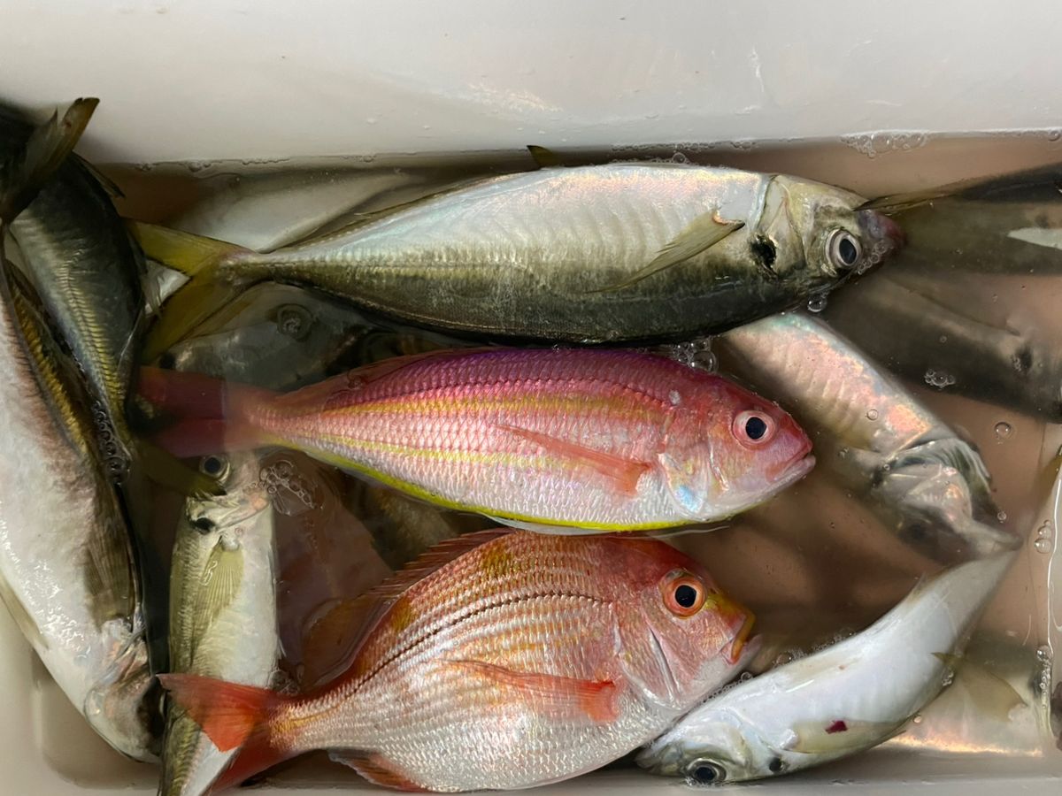 金沢八景のつり吉さんの釣果 2枚目の画像