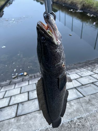 ライギョの釣果