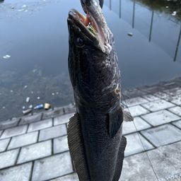 ライギョ