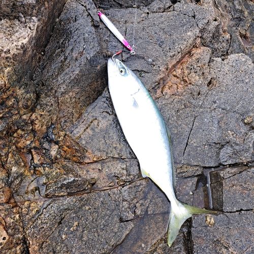 釣果