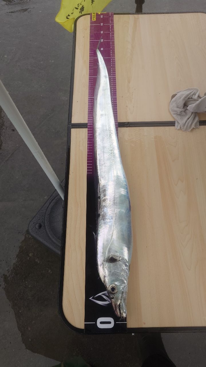 友っちさんの釣果 2枚目の画像