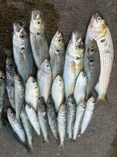 アジの釣果