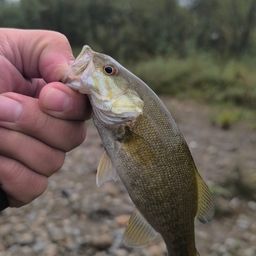 スモールマウスバス