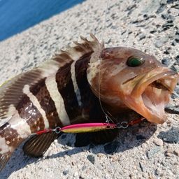 アオハタ