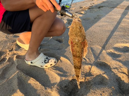 マゴチの釣果