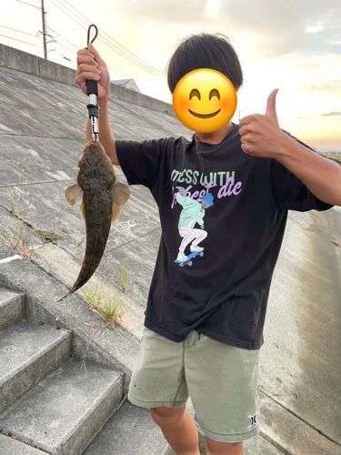 マゴチの釣果