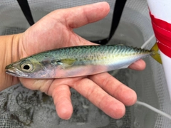 サバの釣果