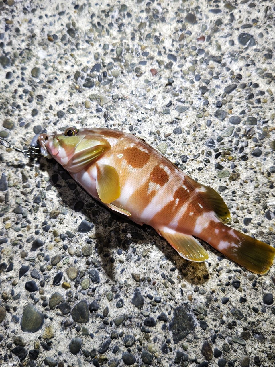 アカハタ