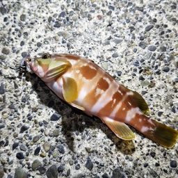 アカハタ