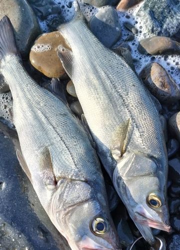 セイゴ（ヒラスズキ）の釣果