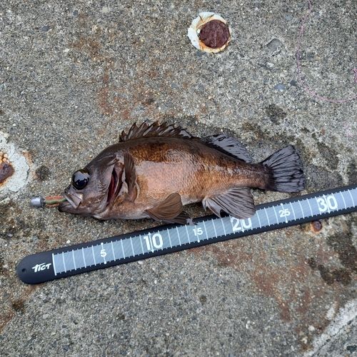 メバルの釣果