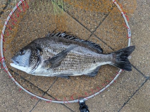 チヌの釣果