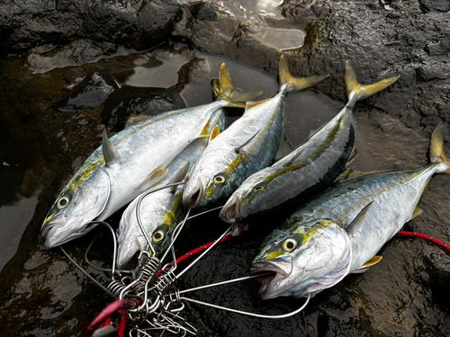 フクラギの釣果