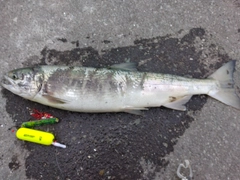 アキアジの釣果