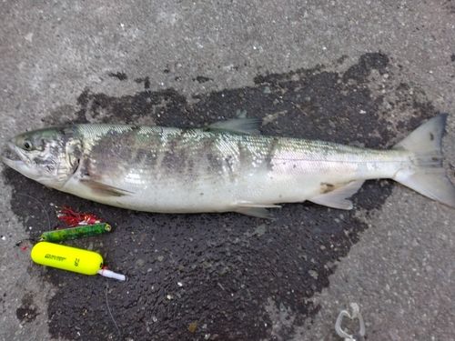 アキアジの釣果