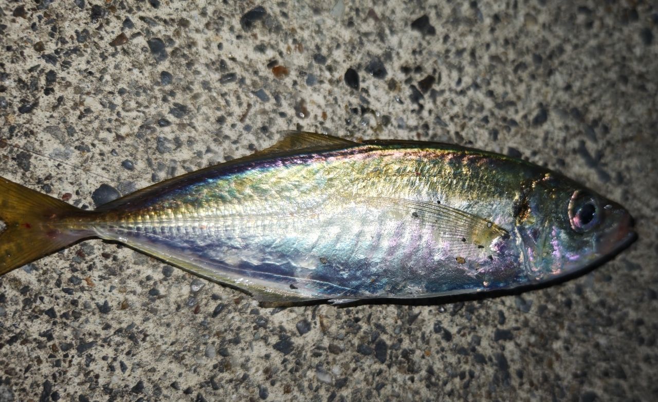 アジ
