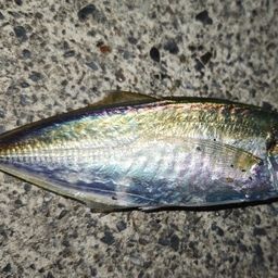 アジ