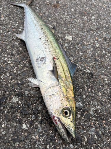 サゴシの釣果