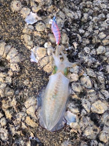 アオリイカの釣果