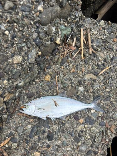 イケカツオの釣果