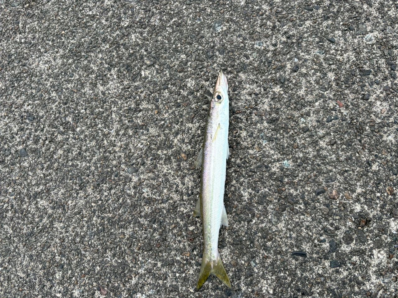 カマス
