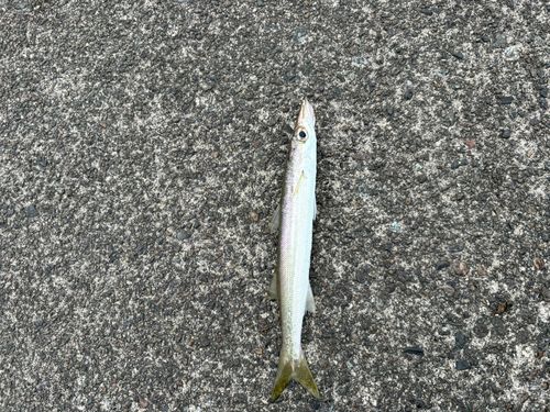 カマスの釣果