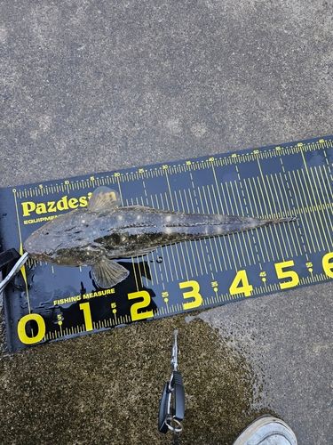 マゴチの釣果