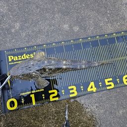 マゴチ